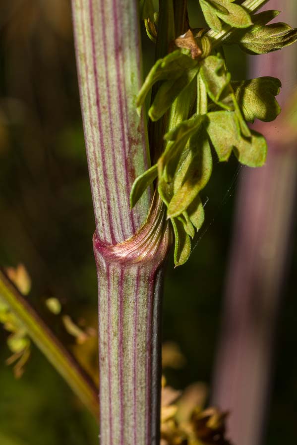 Apiaceae: Xanthoselinum venetum